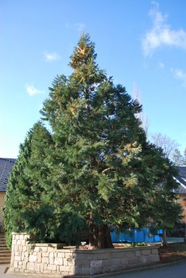 Sequoiadendron giganteum - sekvojovec obrovský - habitus